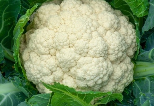 Chou-fleur