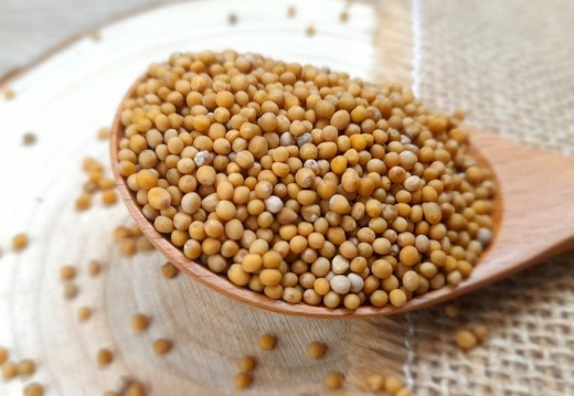 Graines de moutarde jaune
