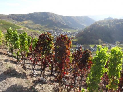 20181016-112400-Ahr-Rotweinwanderweg-Mayschoss