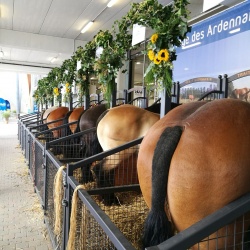 Foire agricole de Libramont