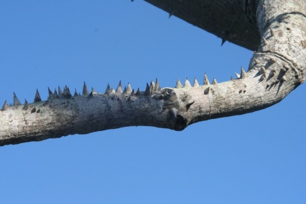 20120122-104254-Ile des Indiens