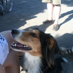 Pétanque à Ferrières