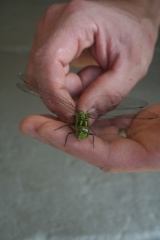 20090809-181805-2ans Zakary