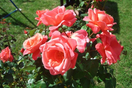 20090617-103300-Sarry