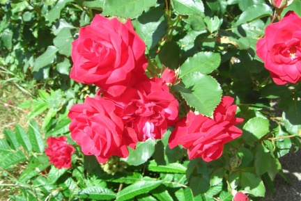 20090617-103337-Sarry