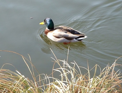 20060318-Bicoque-005