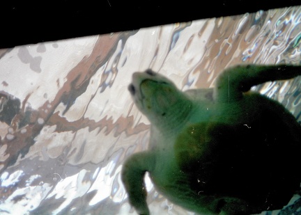 19930810-Larochelle-aquarium 01