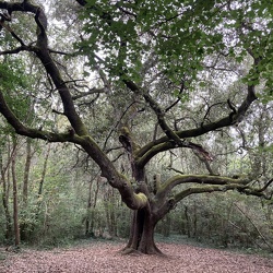 Ste-gemme-la-plaine - Sentier des chênes verts